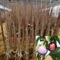 [모든원예조경] 자두나무 묘목 (피자두) 접목1년생 특묘 과수 유실수