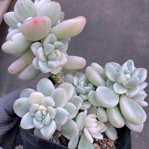[다육이아지트]라울금