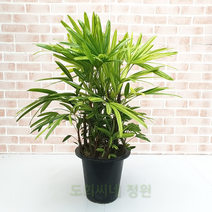 도희씨네 정원>>블링블링 서황금 무늬 관음죽 590″ class=”wr-img”></a></div>
</div>
</div>
</div>
<div class=
