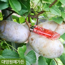 으름나무 키150cm 결실주 흙분 덩굴식물 열매, 03. 대실으름 흙분 (포트/지주대제거), 1개