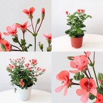 엔젤아이스 랜디 제라늄 식물 모종 마이플랜트, 소품