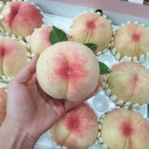 태양상회 말랑한 복숭아 백도 황도, 1box, 4.5kg 9~12과 (특대과)