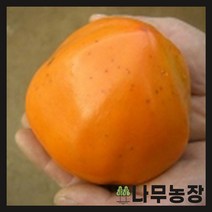 (나무농장) 감나무 왕대봉(야오끼) R5(결실주) 내외 분