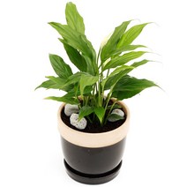 아침향기 공기정화식물 도토리화분 40종, 스파트필름, 도토리 스카이블루