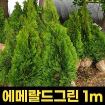 에메랄드그린 1m 묘목 정원수묘목 조경수 전원주택 학교 아파트 나무