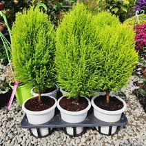 꽃나무팜 율마 핫도그형 수형잡힌 외목대 중품 월마 윌마 피톤치드 허브식물 골드크레스트 한개가격입니다