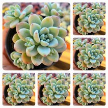 내맘대로골라 47종 예쁜 다육이, 9번-라울