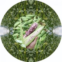 부여로 강원도 평창 냉동 흑찰옥수수 산지직송 10개, 1개, 미백