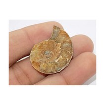 Generic 삼엽충 달팽이 수집품 관찰 희귀석 암모나이트 화석