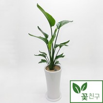 전국화분꽃배달 인기 제품 할인 특가 리스트