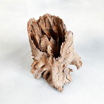 [바보사랑] 내추럴 그루터기 유목 (소) 15~20cm, 상세 설명 참조