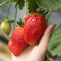 [당일수확] 비타베리 딸기 논산 제철 산지직송 GAP 인증 선물포장, 1. 특(24과~30과) 750g