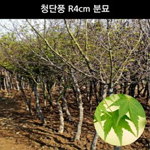 단풍나무 청단풍 R4cm 분묘 조경수 관상수 정원수 공원수 묘목 화분, 1개