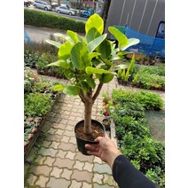 40~50cm 분재형 뱅갈고무나무 중품 199