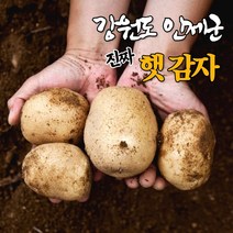 강원도 고랭지 햇 수미 감자 3kg 5kg 10kg 친환경 알 포슬포슬 두백 찐 감자, 5kg 크기: 대 [120-200g]