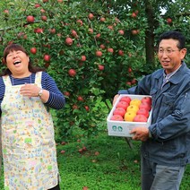 [ 꿈을 뜨는 언니 ] GAP인증 당도보장 정품 문경 꿀부사사과 5kg, 01) 정품문경사과 중과 2.5kg (10과)