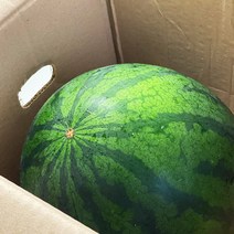[산지직송] 바른농수산 고당도 수박 꿀수박 정품 당도선별, 1개