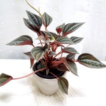 멘도자 페페로미아 관리쉬운 실내 공기정화 식물 독일토분, 단품