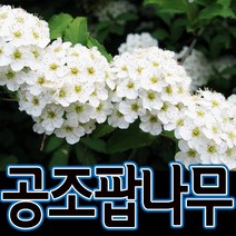 순희농장 공조팝나무묘목60~70cm 포트 분 5개공조팝나무조경수 정원수 울타리, 공조팝 나무 60~70cm (분또는포트-5개), 5개