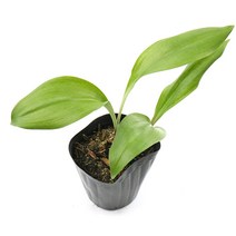 갑조네 산마늘 명이나물 쌈채소 텃밭 모종