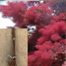 (D소망)자엽안개나무(로얄퍼플) 접목3년생 2그루, 1개