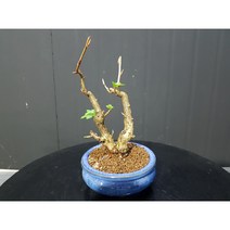 까마귀밥여름나무 분재, 1개