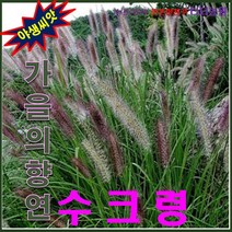 산약초씨앗-낭만초-질랑풀-가을의 향연 - 수크령 1kg, 상세페이지 참조