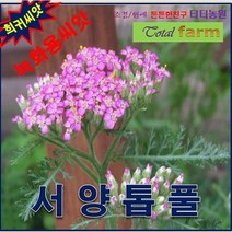 희귀씨앗/녹화용씨앗 /서양톱풀/ 씨앗1kg, 상세페이지 참조