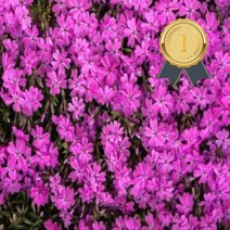 꽃잔디 30본개 홍설 잔디 관상수 조경 정원가꾸기 다년초 꽃 다년생초본 조경소재