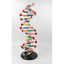 DNA 이중나선 과학 실험 염기배열모형 60cm 방과후 과학탐구 과학재료