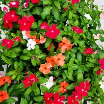 에덴플랜트 일일초 소품 매일초 실내화초 꽃식물 다년초 색상랜덤, 1개