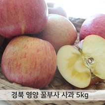 경북 영양 꿀부사 사과 최상품 5kg 12-14과, 단품