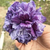 리서스원예 무궁화나무 겹꽃 블루빙사 무궁화묘목 삽목2년 H0.8 전후, 블루빙사 삽목2년