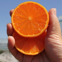 룰루네상점 제주 카라향 5kg 소과 벌크포장 고당도 감귤