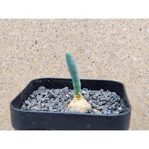 아프리카식물/오니소갈룸 유니폴리아툼-2981 아프리카농장