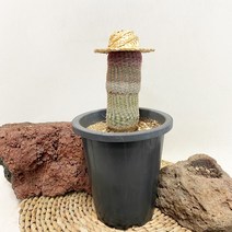 선인장 자태양, 1개