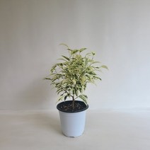온누리농원 칼라벤자민