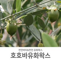 [제미니상사] 천연화장품 만들기 천연버터&천연유화왁스, 천연유화왁스_호호바 100g