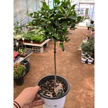 [근이네식물원] 올리브나무/ 중, 1개