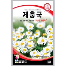세계 제충국 씨앗 다년생 아스타 달마시안 살충제 국화과 봄 여름 가을 꽃씨 종자, 버베나