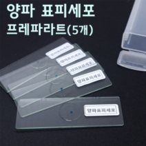 양파 표피세포 프레파라트 (5개)