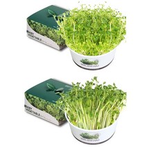 5myshop_쉬운 새싹 재배 키우기 세트 다채 채소모종 베란다텃밭 상추키우기 청경채키우기 씨앗 가꾸기_5myshop, ★옵션품확인_적무