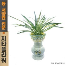 치타플라워 동양란 비취옥 고급난 [CD08-004] 승진 개업 축하 난 동양난 영전 취임 생일 선물 화분 고급 란 전국 당일 배송 꽃배달