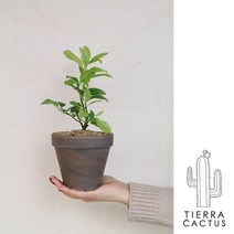 오렌지빛 열매가 생기는 꽃나무 오렌지레몬나무 - 토분 2type, 쵸코마블 토분(받침포함)