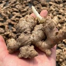 최상급 서산 씨생강 1kg 종자용 생강씨, 5kg