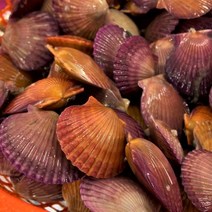 제철 산지직송 통영 가리비 통실통실 홍가리비1kg