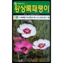 왕상록패랭이꽃씨앗500립 아람종묘