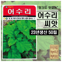 어수리 씨앗 50립 [23년포장], 1개