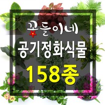 꽃들이네 실내공기정화식물 수경재배 아레카야자 금전수 틸란드시아 유칼립투스 몬스테라 떡갈고무나무 여인초 극락조 율마 화초 스킨답서스 올리브나무 뱅갈고무나무 남천나무 해피트리 거실화분 파키라 커피나무 수경재배식물 수경식물 공기정화식물 미세먼지정화식물 로즈마리 허브, 1개, 4-02 더피고사리