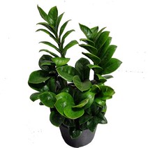 트리앤 돈나무 보석금전수 일반금전수 희귀식물 블랙금전수 보석금전수 식물영양제 공기정화식물, 05.  보석금전수 (중소), 1개